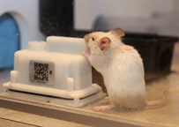 Pw Ex Mouse